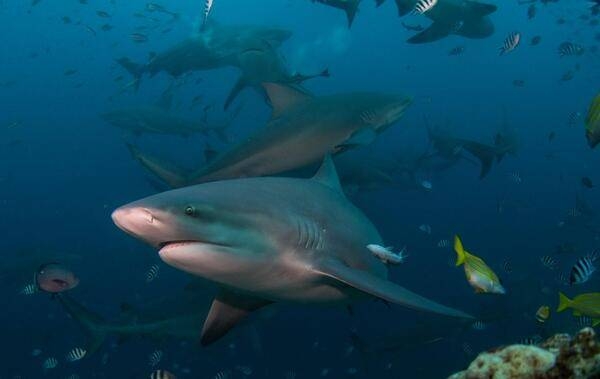 UK Spouse Visa British and Fijian Suva, Lautoka, Nadi, Labasa, Ba, Levuka, Nausori, Savusavu, Rakiraki, Tavua