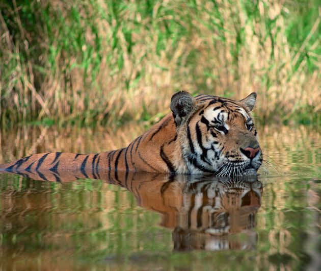 UK Spouse Visa British and Indian Mumbai , Delhi , Bangalore , Kolkata , Chennai , Hyderabad , Ahmedabad , Pune , Surat , Jaipur