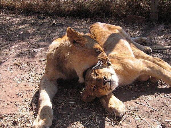 UK Spouse Visa British and Zimbabwean Harare , Bulawayo , Chitungwiza , Mutare , Gweru , Epworth , Kwekwe , Kadoma , Masvingo , Chinhoyi